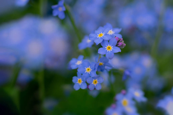 Macro photo of bright blue forget-me-not close up background. Backdrop with bokeh  - Foto, Imagen