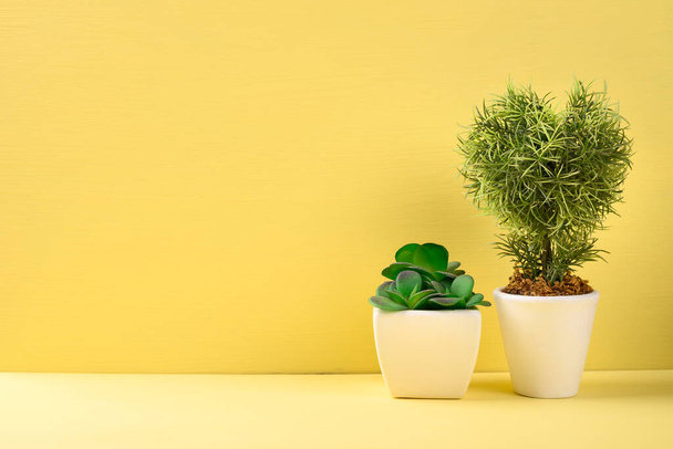 Τεχνητή διακόσμηση μικρό φυτό σε κίτρινο φόντο, Διακοσμημένο φυτό εσωτερικού χώρου στο σπίτι - Φωτογραφία, εικόνα