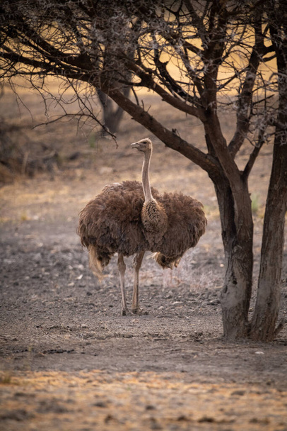 Female common ostrich by tree eyeing camera - Photo, Image
