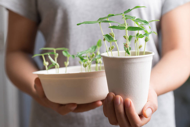 Ekologická rostlina rostoucí v recyklaci biologicky rozložitelné šálek kávy a misky držení rukou ženy, ekologicky šetrný udržitelný koncept - Fotografie, Obrázek