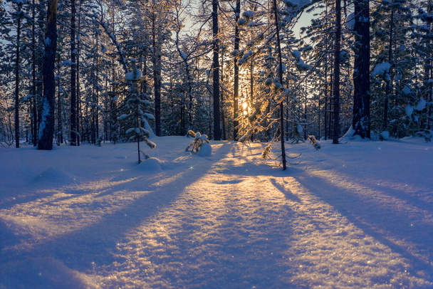 Χειμερινό τοπίο, χειμερινό δάσος, που περιβάλλεται από τις ακτίνες του ήλιου το βράδυ, η φύση του μακρινού Βορρά. - Φωτογραφία, εικόνα