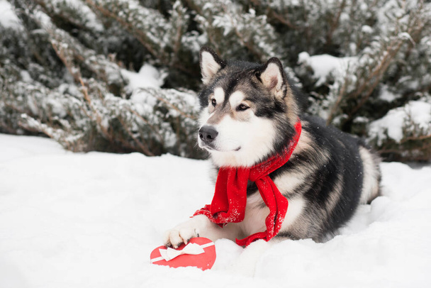 young alaskan malamute in red scarf with heart gift box. Valentine day. Dog - Photo, Image