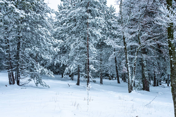 snow covered landscape woodland on the mount Ventoux in france.blue tones. - Photo, Image