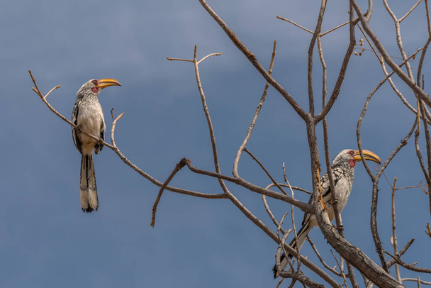 southern yellow-billed hornbill, Tockus leucomelas, on a branch, Namibia - Photo, Image