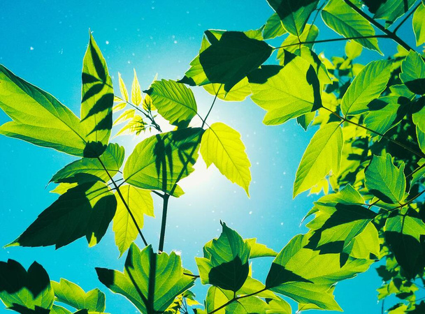 Тополя і яскраво сяюче сонце через листя
  - Фото, зображення