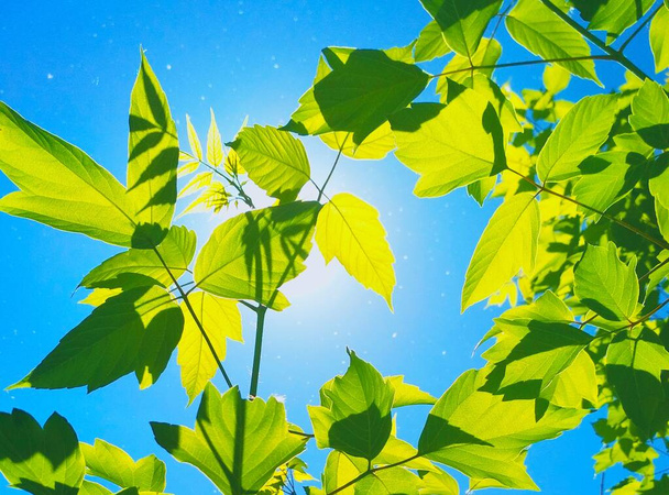 Pappelwolle und strahlende Sonne durch die Blätter  - Foto, Bild