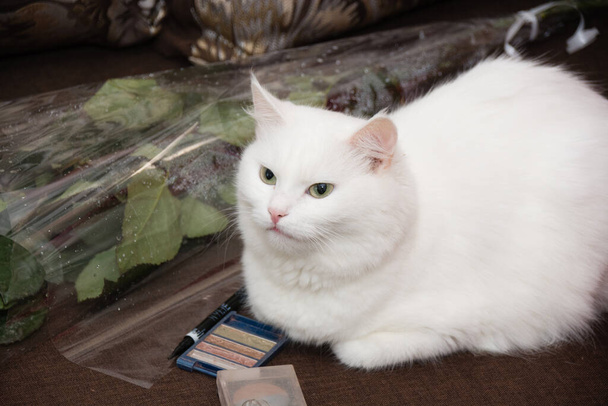 Beautiful mongrel white cat at home. - Photo, Image