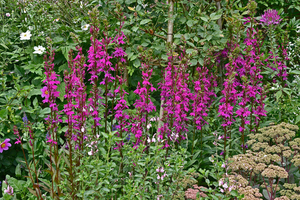 A garden flower border with Lobelia x speciosa 'Tania' - Photo, Image