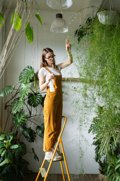 Młoda kobieta ogrodnik w pomarańczowych ogrodniczkach spryskując bujną szparagową paprocią w kwiaciarni, stojąc na drabinie. Zieleń w domu. Miłość do roślin. Kryty przytulny ogród. - Zdjęcie, obraz