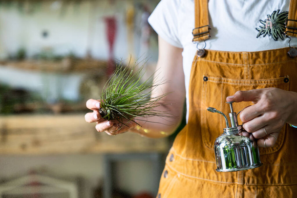 Close up of woman florist wear overalls, spraying air plant tillandsia by vintage steel water sprayer at garden home/greenhouse, taking care of houseplants. Indoor gardening. Small business, freelance - Photo, Image