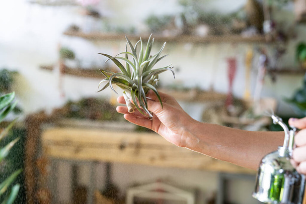 Nahaufnahme einer Floristin in Overalls, die ihre feuchte Hand in der Hand hält und im Gartenhaus / Gewächshaus Tulandsien versprüht, die sich um Zimmerpflanzen kümmert. Gartenarbeit in Innenräumen. - Foto, Bild