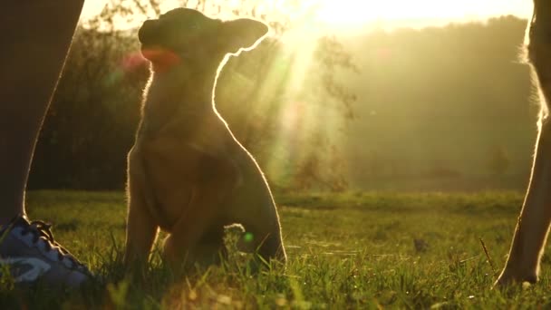 Langzame beweging van een kleine hond. Leuke puppy training bij zonsondergang - Video