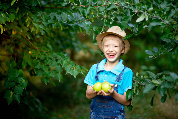 muotokuva onnellinen poika kuusivuotias sinisissä vaatteissa ja hattu puutarhassa omenapuita ja tilalla omenoita - Valokuva, kuva