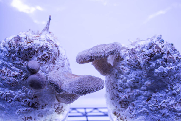 Shiitake blockieren den Anbau medizinischer und essbarer Pilze - Foto, Bild