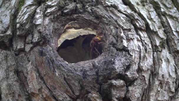 Vespas (Vespula vulgaris) aninhando em uma árvore na floresta. - Filmagem, Vídeo