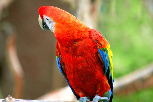 ジャングルに対するアマゾン赤マカウオウムのカラフルな肖像画。緑の背景に野生のアラオウムの頭の側面図。野生動物や熱帯雨林で人気のペット品種としてエキゾチックな熱帯鳥 - 写真・画像