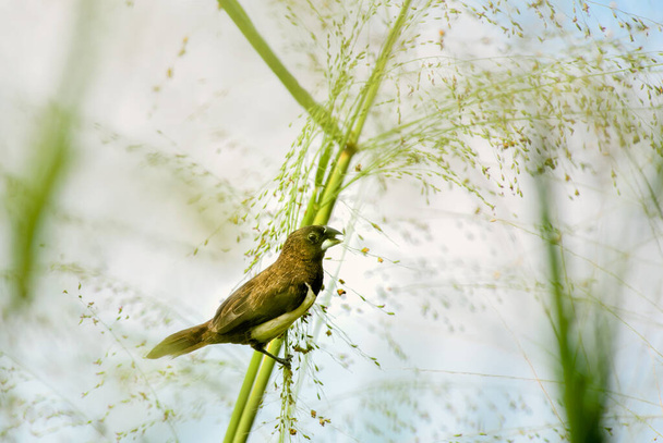 Λευκό-Rumped Munia - Lonchura striata, όμορφο μικρό πουλί κούρνιασμα από τα λιβάδια και λιβάδια της Νοτιοανατολικής Ασίας, Σρι Λάνκα. - Φωτογραφία, εικόνα