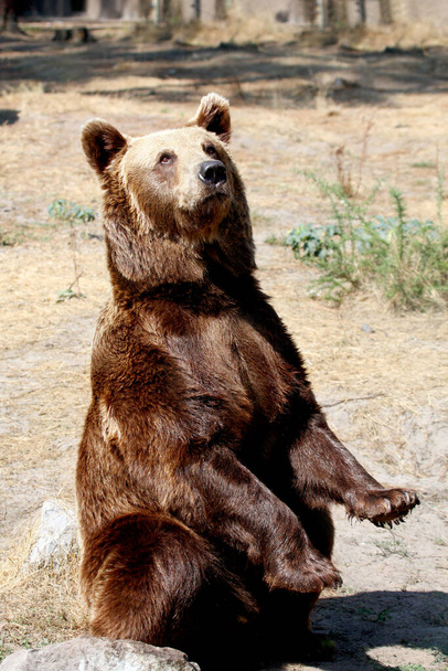 Euroasijský medvěd hnědý (Ursus arctos arctos), známý také jako medvěd hnědý - Fotografie, Obrázek