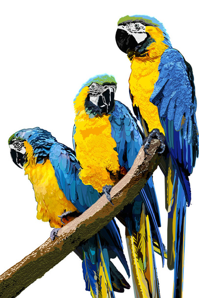 τρεις χρωματισμένους μακάους με κίτρινο χρώμα (Ara arauna) σε κλαδί - Φωτογραφία, εικόνα