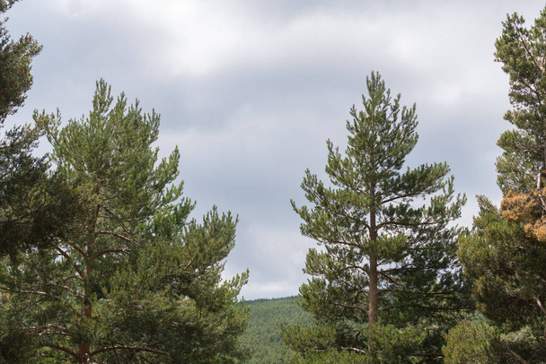 Pine forest in Sierra Nevada in southern Spain, the sky is cloudy - Fotoğraf, Görsel