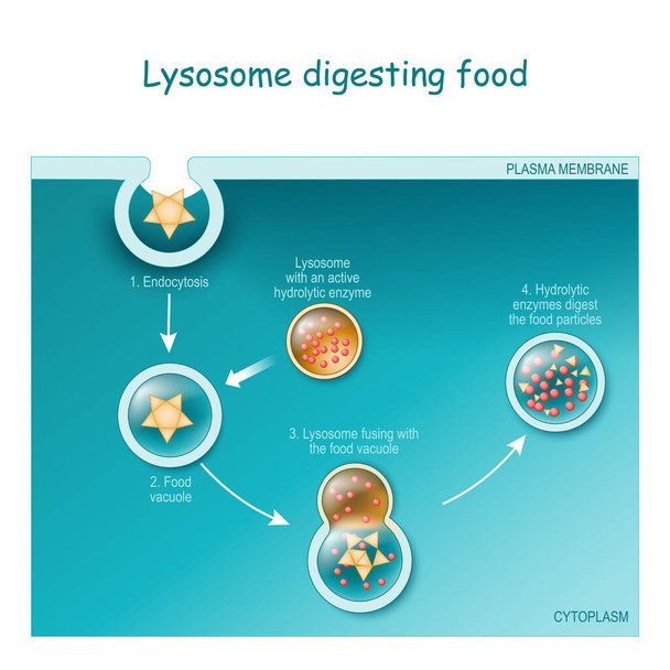 Endocytosis. Lysosome digesting food. Part of cell (plasma membrane, cytoplasm and lysosome), with food vacuole. Lysosome fusing with the food vacuole. Vector illustration - ベクター画像