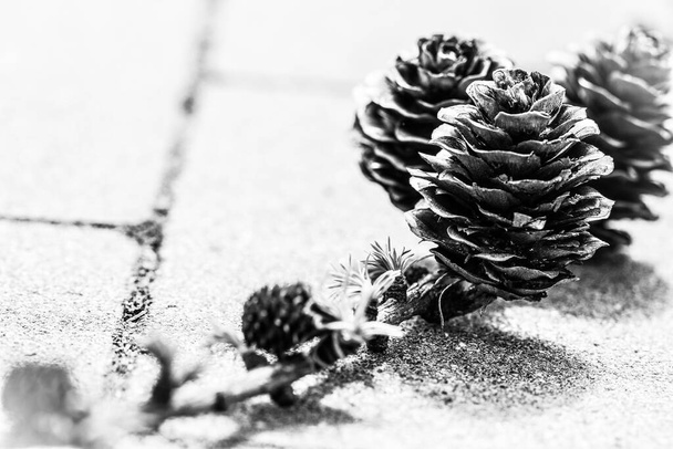 Galho de larício árvore conífera com cones antigos e pequenos novos crescendo na primavera, imagem em preto e branco - Foto, Imagem