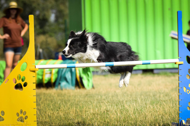 Blanco y negro Border Collie está corriendo carrera en la competencia de agilidad checa. competencia de agilidad en el parque de perros Ratenice - Foto, imagen