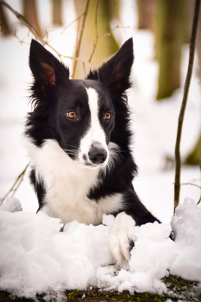 Border collie is lying on trunk in snow. She look like fox on hunt. - Foto, afbeelding