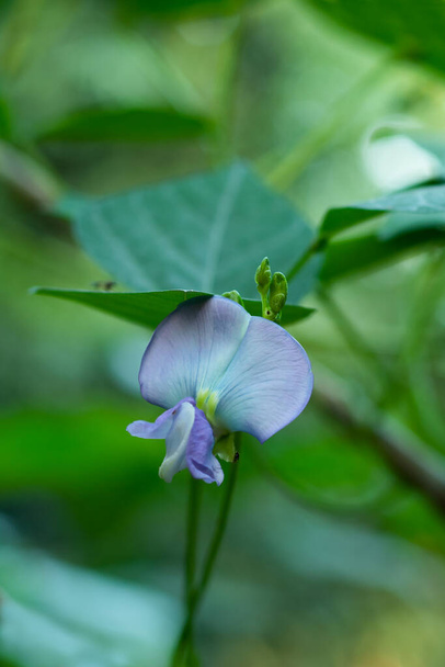 Green Goa-bean or Psophocarpus tetragonolobus or Leguminosae flower - Photo, Image