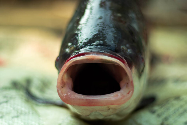 Les poissons capturés au filet avec une grande bouche dans un étang du village - Photo, image