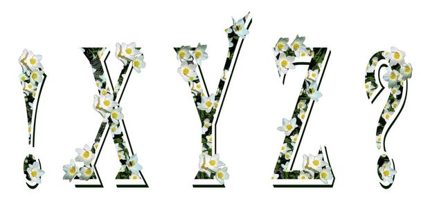  Κεφαλαία γράμματα του λατινικού αλφαβήτου X, Y, Z, θαυμαστικό και ερωτηματικό. Ανοιξιάτικη εορταστική υφή με λευκά λουλούδια. Μεμονωμένα στοιχεία σε λευκό φόντο. Αλγερινός. 3D εικόνα. - Φωτογραφία, εικόνα