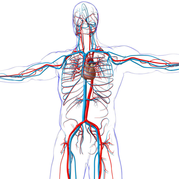 Ludzkie serce z anatomią układu krążenia dla koncepcji medycznej 3D ilustracji - Zdjęcie, obraz