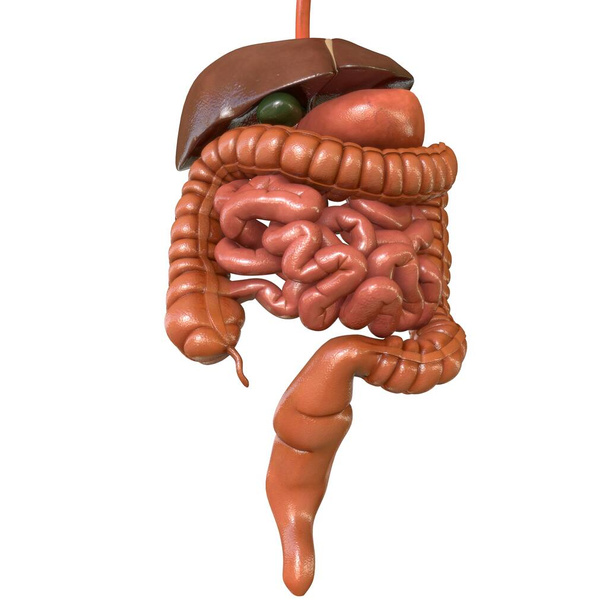 Anatomie des menschlichen Verdauungssystems für medizinisches Konzept 3D Illustration - Foto, Bild