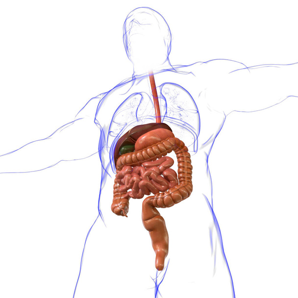 Anatomia del sistema digestivo umano per l'illustrazione medica di concetto 3D - Foto, immagini