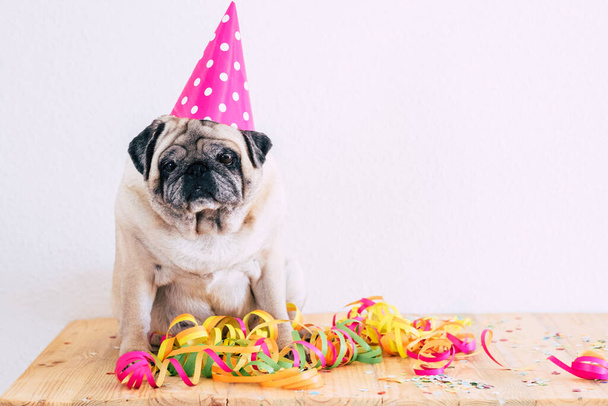 Régi vicces mopsz kutya ünnepli születésnapját vagy szilveszter koncepció színes tartozékok ül egy fa asztal és fehér másolási tér háttér - Fotó, kép