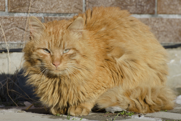 Πορτρέτο της αγροτικής γάτας, χρώμα τζίντζερ.  - Φωτογραφία, εικόνα