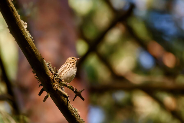 Seçici odak fotoğrafı. Ağaçkakan kuşu, Anthus trivialis ormandaki çam ağacında. - Fotoğraf, Görsel