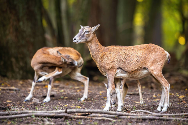 Δύο mouflons στέκεται στο δάσος το φθινόπωρο της φύσης. - Φωτογραφία, εικόνα