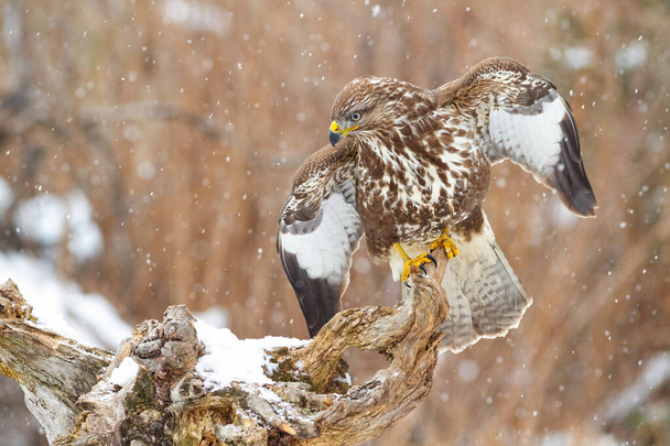 雪の雰囲気の中で開いた翼を持つ枝に座って雄大な一般的なブザー - 写真・画像