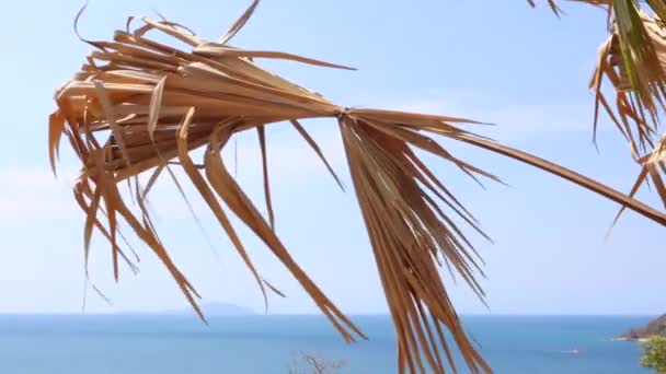 Suchá větev palmy se houpe ve větru  - Záběry, video
