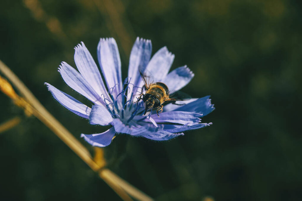 蜂が花粉を集める一般的なチコリライラックの花 - 写真・画像