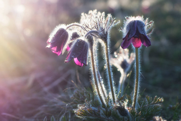 The pasque-flowers (Pulsatilla nigricans) blossoms in the steppe. The flowers are covered with drops of dew. Photo in the backlight. - Photo, Image