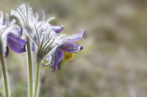 Large flowers of pasque-flowers, which bloom in the steppe. Close-up photo. - Photo, Image