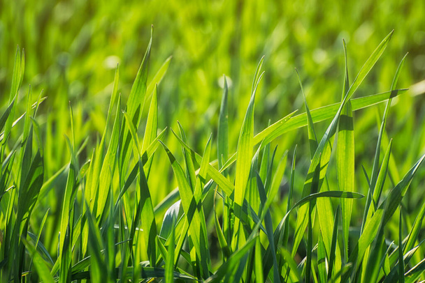 太陽の下で緑のジューシーな緑の草 - 写真・画像