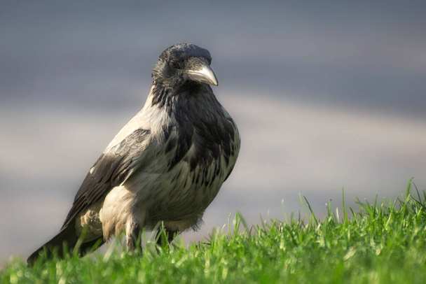 Retrato de un cuervo sobre la hierba verde. Es un ave carroñera.. - Foto, imagen