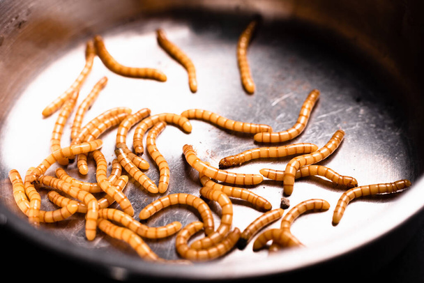 Groep van gouden meelwormen gezien van boven bewegend op een donkere achtergrond, Tenebrio molitor - Foto, afbeelding