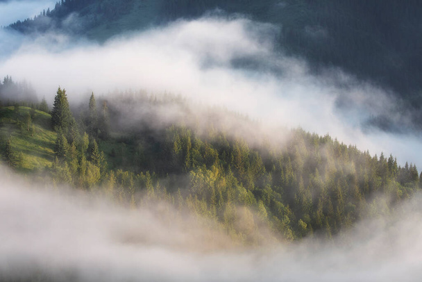 Mountain panorama of Carpathians. A coniferous forest can be seen through the fluffy clouds. - Foto, Bild