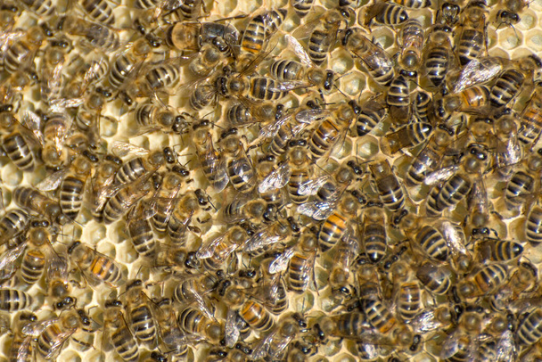 Mehiläisten tausta hunajakammalla. Mehiläishoito on maatalouden haara. - Valokuva, kuva
