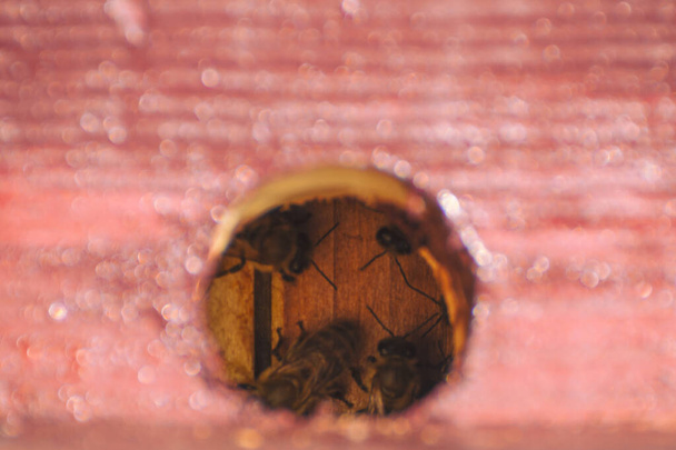 Podemos ver la vida interior de una familia de abejas. Día Mundial de las Abejas. Día del apicultor. - Foto, imagen