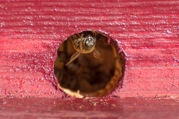 Пчела на канализационном улее. Можно увидеть внутреннюю жизнь пчелиной семьи. Всемирный день пчёл. День пчеловода. - Фото, изображение